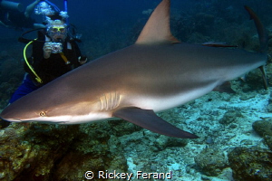 Shark Dive in Roatan by Rickey Ferand 
